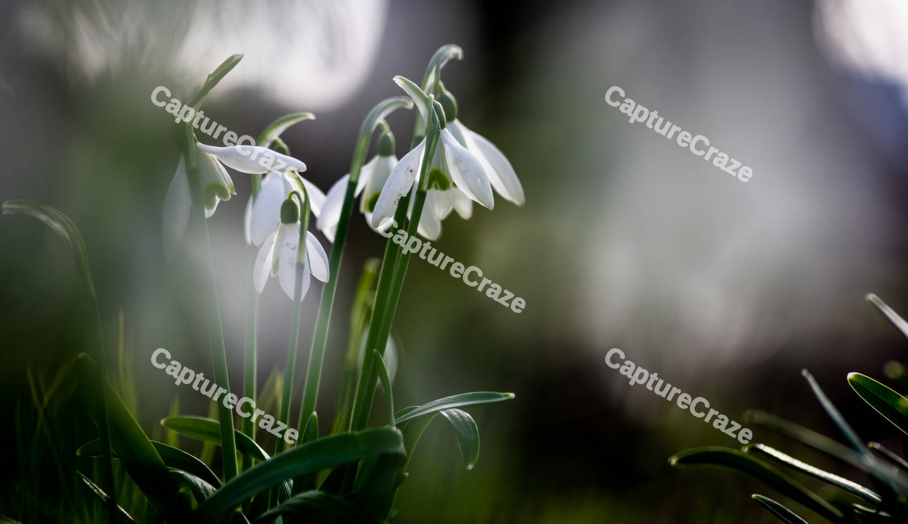 Snowdrop